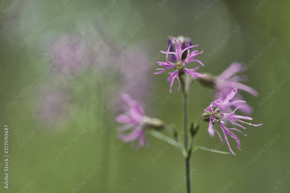 Lychnis flos-cuculi (Ragged-Robin)