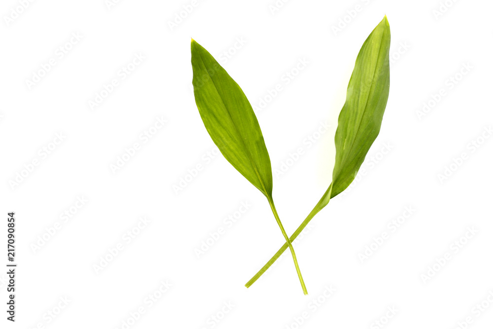 Leaves with white backdrop. Leaves with white backdrop.