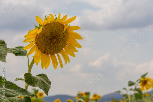 Sunflowers