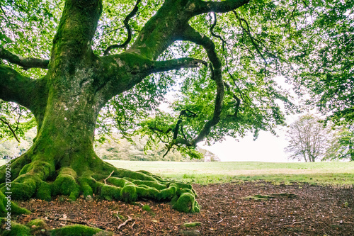Morvan Regional Natural Parc Forest with Green Moss and Trees.