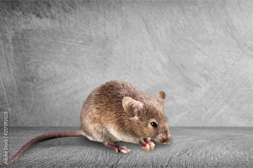 Gray mouse animal on background