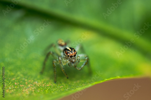 Jumping Spider Eyes © Hugo