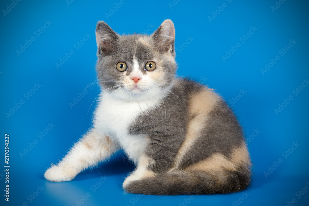 photography of a British cat on colored backgrounds photography of a British cat on colored backgrounds