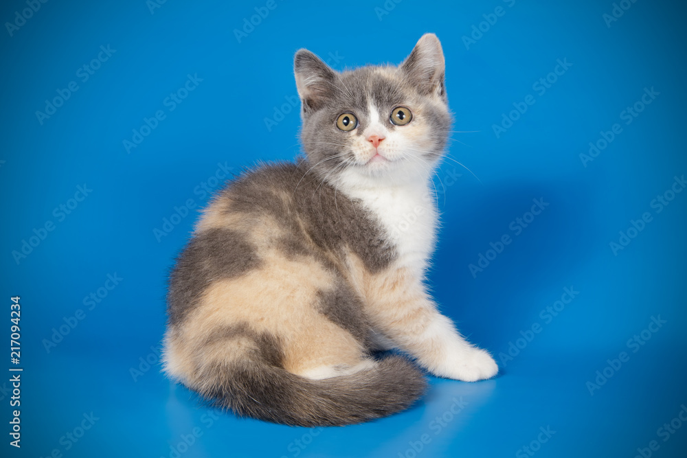 photography of a British cat on colored backgrounds