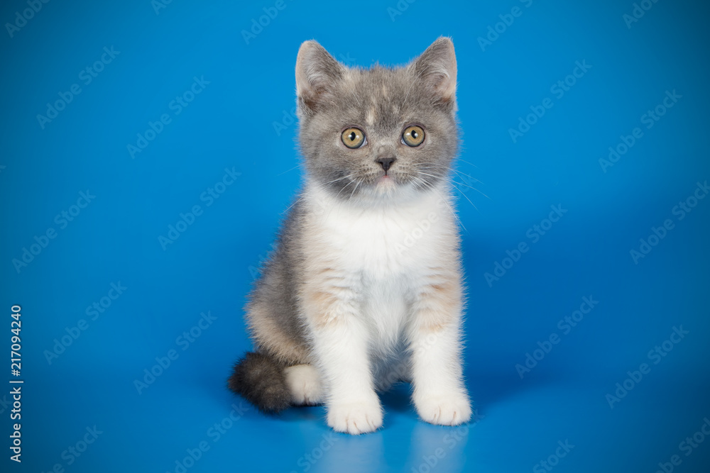 Obraz premium photography of a British cat on colored backgrounds