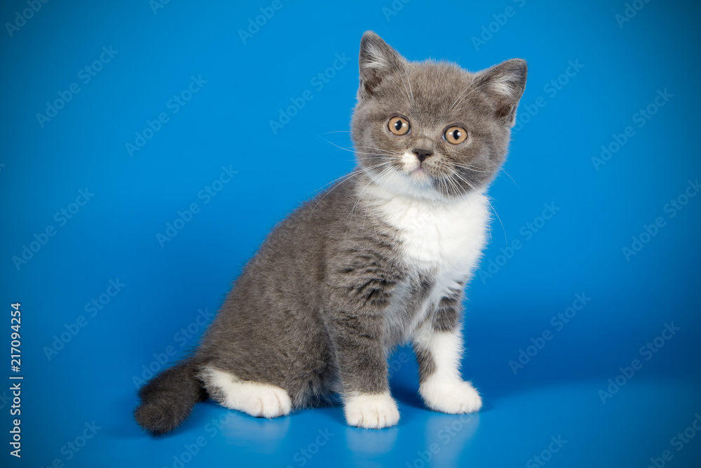 photography of a British cat on colored backgrounds photography of a British cat on colored backgrounds