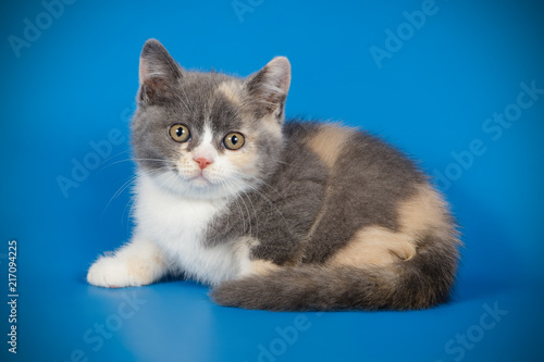 Wallpaper Mural photography of a British cat on colored backgrounds Torontodigital.ca