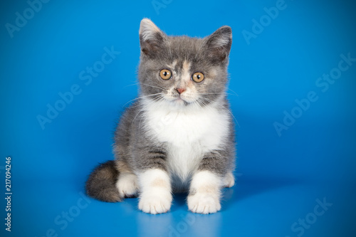 photography of a British cat on colored backgrounds