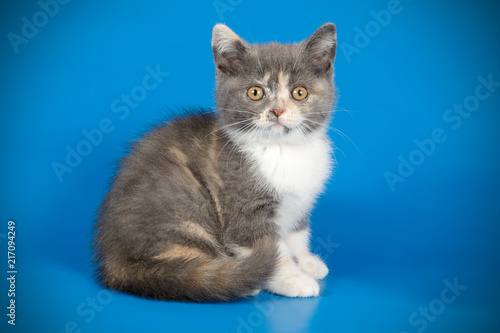 Wallpaper Mural photography of a British cat on colored backgrounds Torontodigital.ca