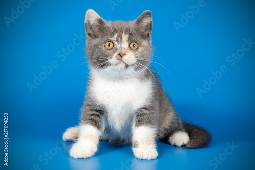 photography of a British cat on colored backgrounds