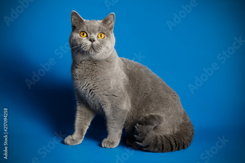 Wallpaper Mural photography of a British cat on colored backgrounds Torontodigital.ca