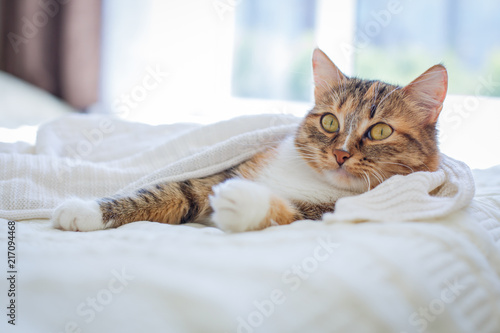 Fototapeta Naklejka Na Ścianę i Meble -  cat lies on a white bed in a white plaid