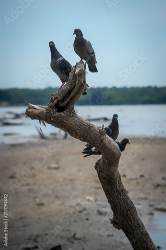 Three Pigeons on Branch © delfino