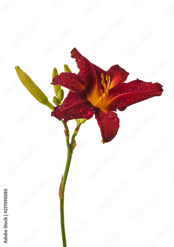 Fototapeta premium Black and red hemerocallis (daylily) with raindrops