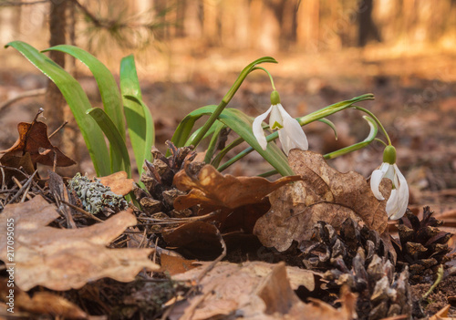 White Galanthus (snowdrops) in the forest