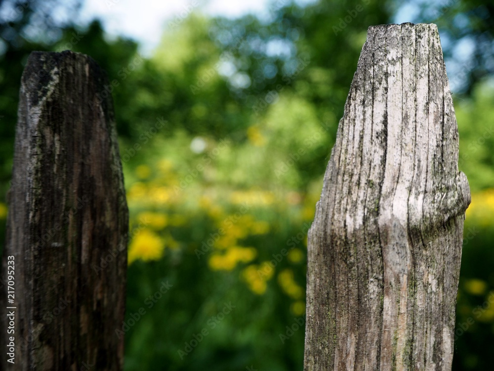 Fototapeta premium wooden fence in the forest