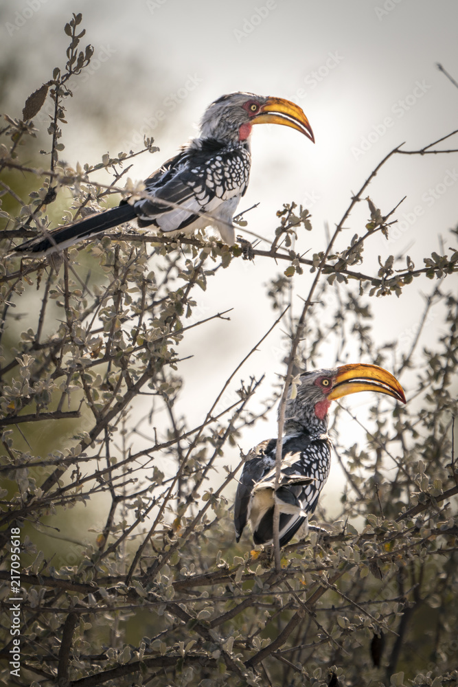 Yellow hornbill sitting in a tree Yellow hornbill sitting in a tree