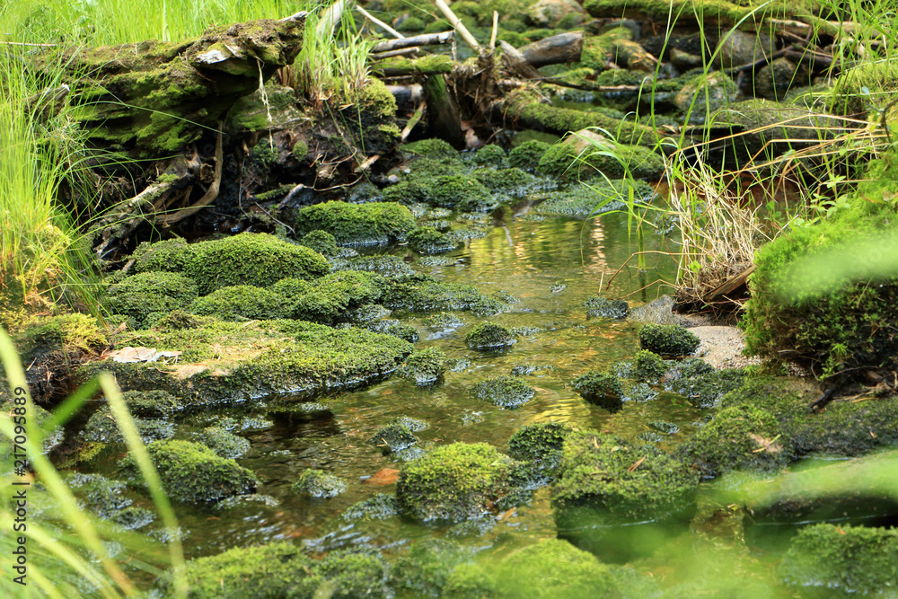 mossy forest stream mossy forest stream
