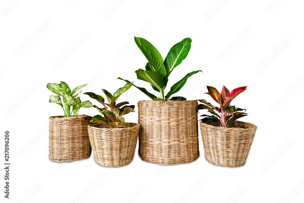 Obraz premium Aglaonema or Chinese Erergreen in wicker baskets