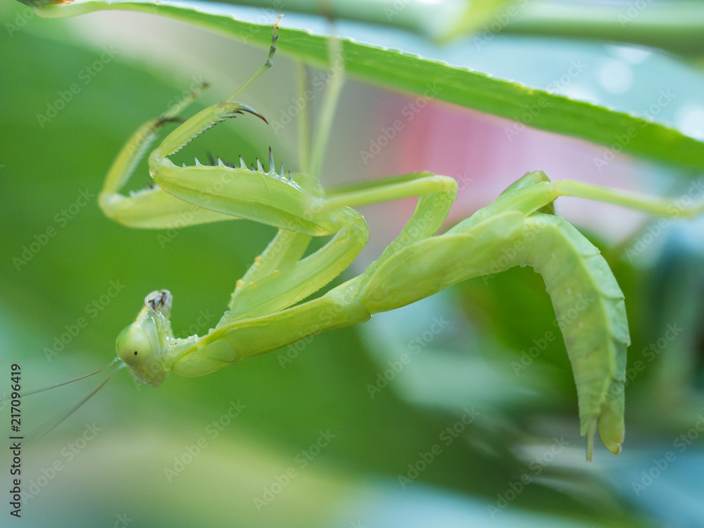 カマキリ カマキリ