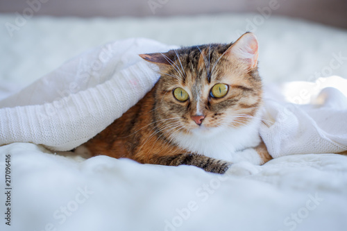 cat is lying on a white bed and is resting