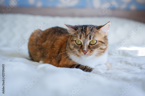 cat is lying on a white bed and is resting