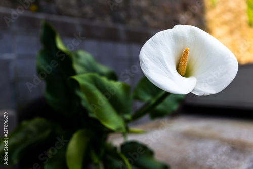 Arum - très belle fleur blanche 