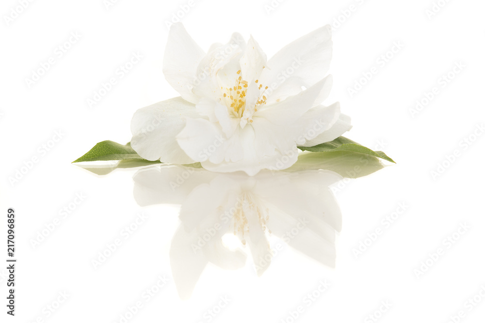 Fototapeta premium Blooming single Jasmine flower on a white background with its reflection