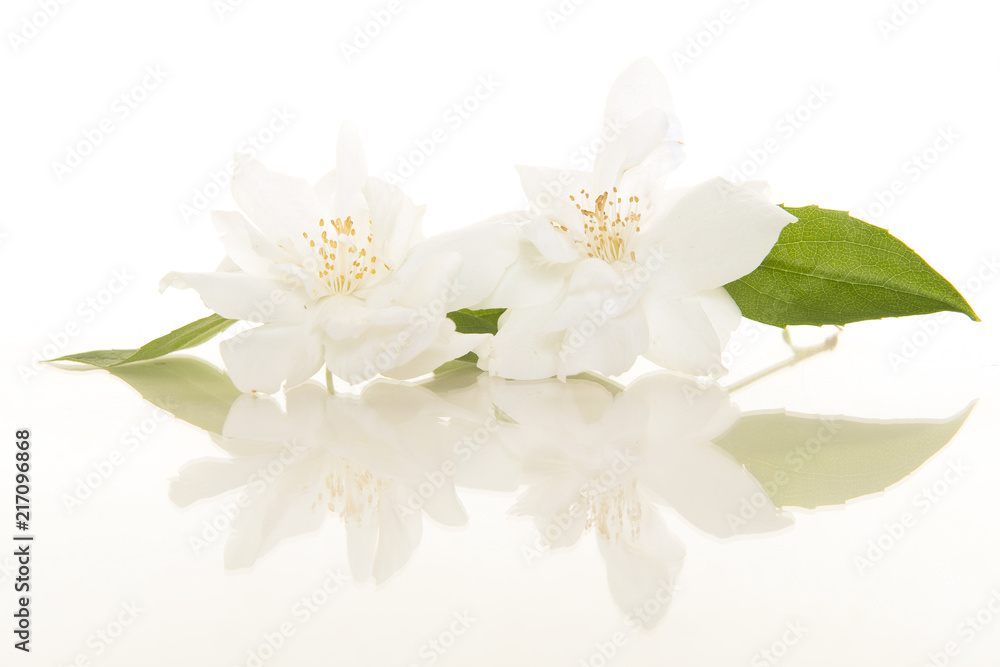 Two blooming Jasmine flowers on a white background with its reflection