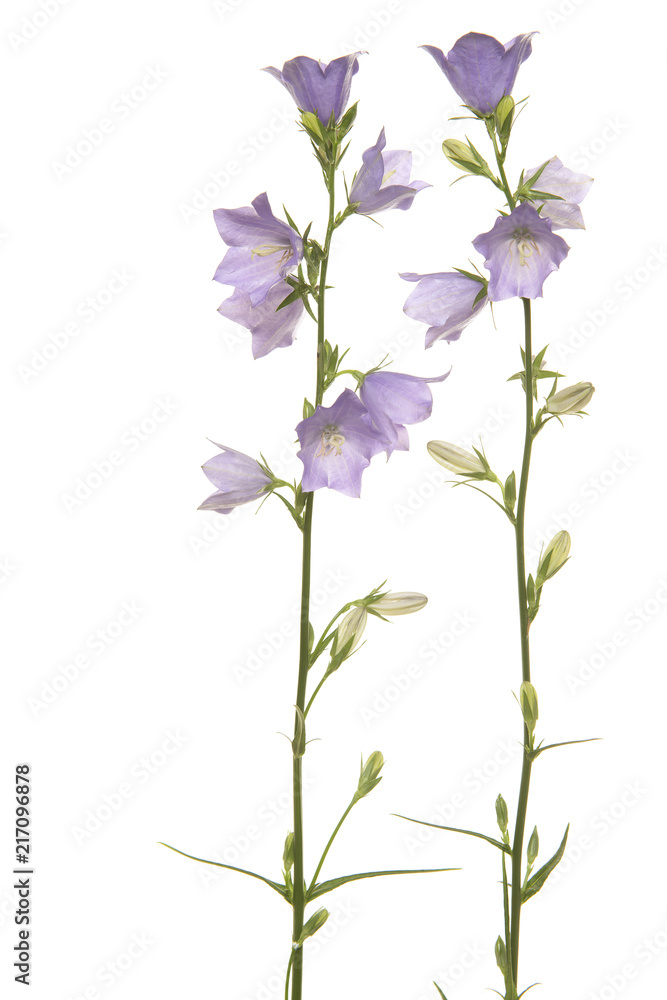 Purple blooming harebells on a white background