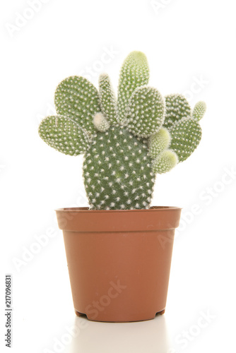 Cactus plant in a flowerpot isolated on a white background