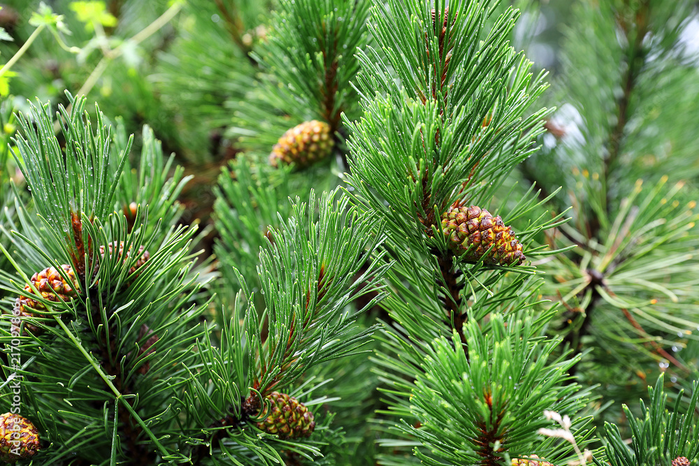 Pine cones Pine cones