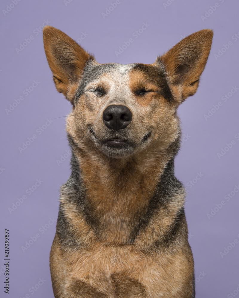 Funny portrait of an australian cattle dog on a purple background looking content smiling and eyes closed