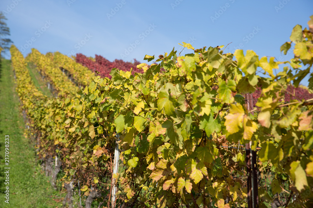 Vineyard with Rows of Yellow, Green and Red Vine Plants with Blue Sky.