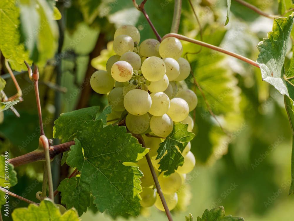 Grappes de raisin du terroir des collines de Tullingen. Cépages du Markgräflerland dans le sud de l'Allemagne. Grappes de raisin du terroir des collines de Tullingen. Cépages du Markgräflerland dans le sud de l'Allemagne.