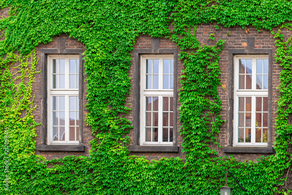 three windows of a brick building surrounded by a green vine