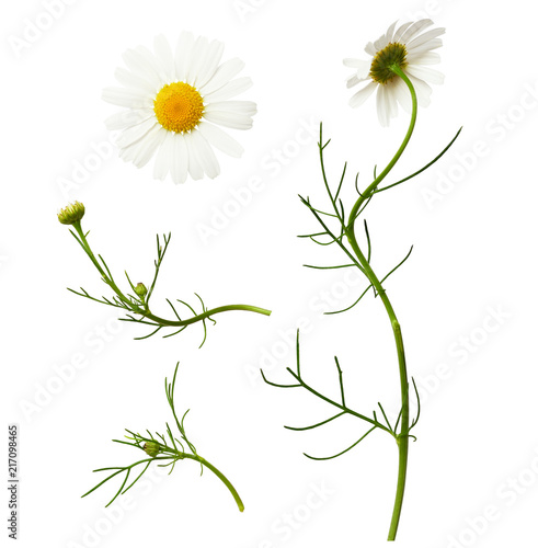 Fototapeta Naklejka Na Ścianę i Meble -  Set of daisy flowers and buds