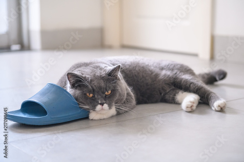 British short hair cat holding slippers