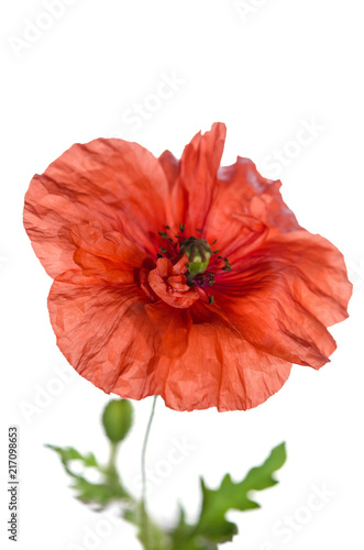 Fototapeta Naklejka Na Ścianę i Meble -  red poppy isolated on white background