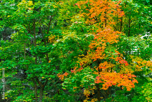 Maple with colorful leaves  changed color  autumn landscape in the park