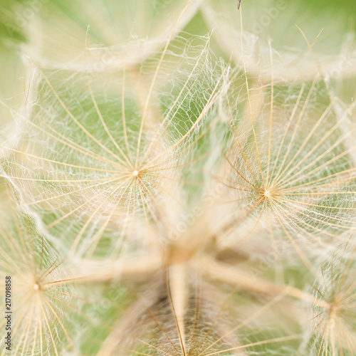 beautiful unusual flower seeds in the inflorescence with delicate openwork umbrellas