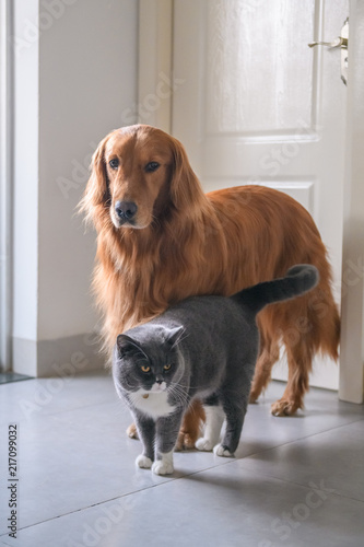 British short hair cat and golden retriever