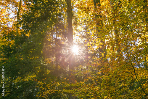 Sun Shining Through Forest Trees Foliage in Summer.