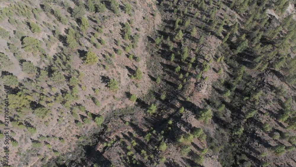 Mountainside with pine trees drone shots Mountainside with pine trees drone shots