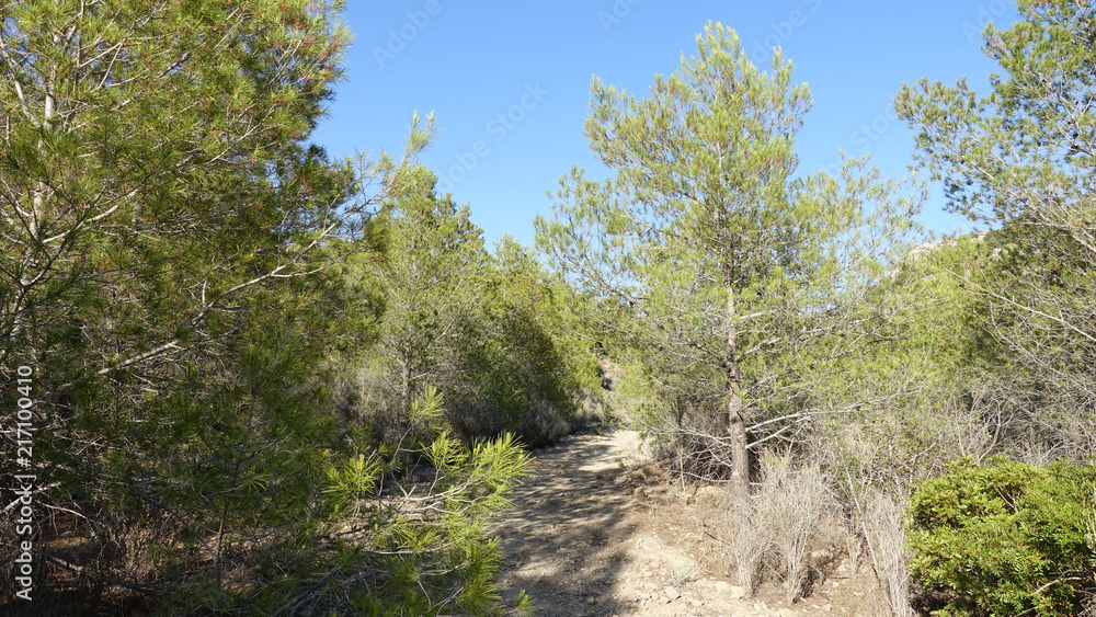 Trails of the desert of the palms in Castellon Trails of the desert of the palms in Castellon