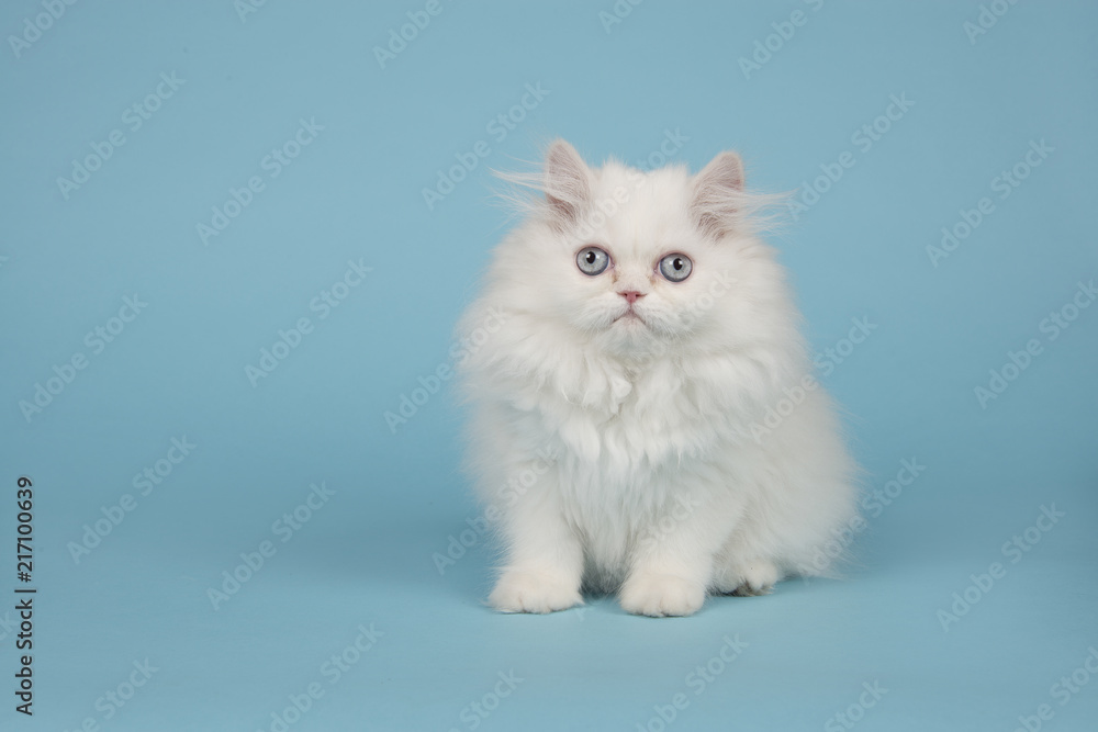 White persian longhair kitten with blue eyes sitting  on a blue background