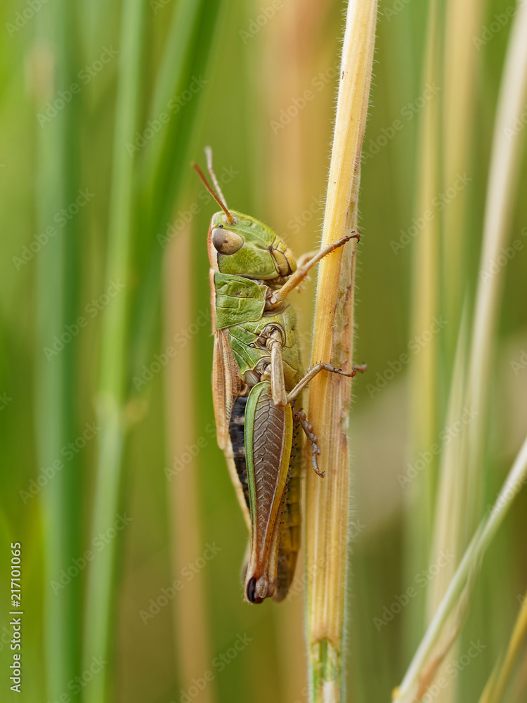 Little Green Grasshopper Little Green Grasshopper