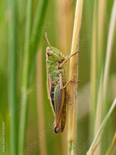 Little Green Grasshopper