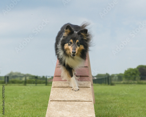 Fototapeta Naklejka Na Ścianę i Meble -  Shetland sheepdog walking on an agility dog walk seen from the front in a low angle