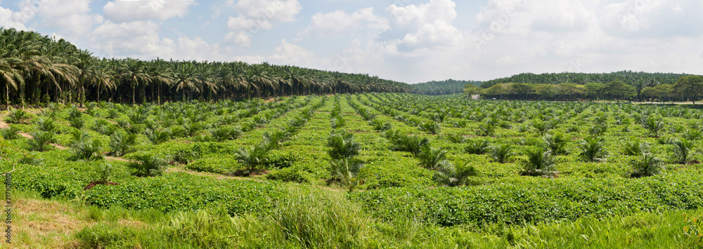 Panorama view of oil palm plantation in Malaysia
